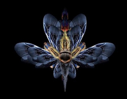 La greffe mythique en psychotraumatologie. La greffe mythique en psychotraumatologie.