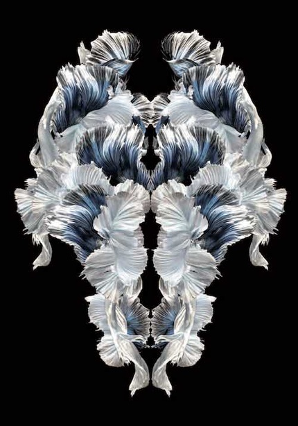 Crédit Photo © Xavier Montoy Crédit Photo © Xavier Montoy