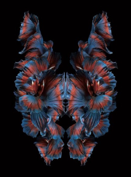 Brainspotting : quand le regard ouvre la voie à la guérison Brainspotting : quand le regard ouvre la voie à la guérison