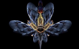 La greffe mythique en psychotraumatologie. La greffe mythique en psychotraumatologie.