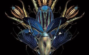 Tremblements neurogéniques : quand le corps ouvre la voie à la guérison du traumatisme. Tremblements neurogéniques : quand le corps ouvre la voie à la guérison du traumatisme.